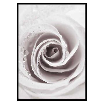 Poster Gallerix Bright Pink Rose No1
