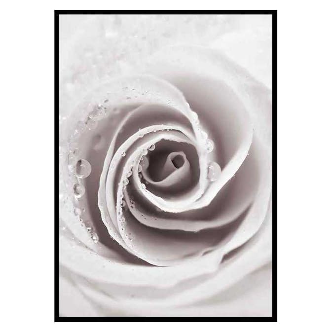 Poster Gallerix Bright Pink Rose No1