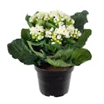 Konstväxt Fröken Fräken Kalanchoe