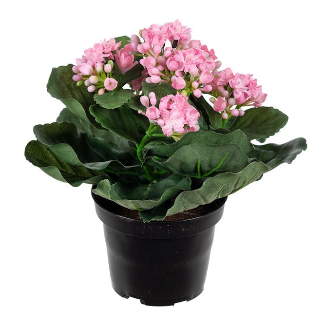Konstväxt Fröken Fräken Kalanchoe