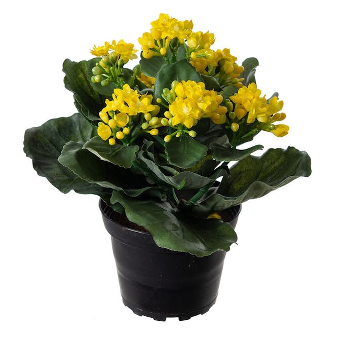 Konstväxt Fröken Fräken Kalanchoe