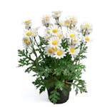 Konstväxt Fröken Fräken Marguritt Vit