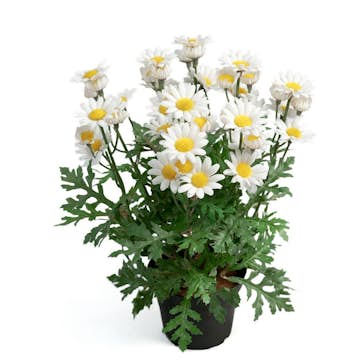 Konstväxt Fröken Fräken Marguritt Vit