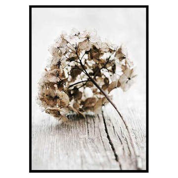Poster Gallerix Dried Field Flower No1