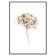 Poster Gallerix Dried Field Flower No2