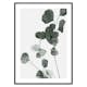 Poster Gallerix Eucalyptus No7