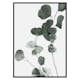 Poster Gallerix Eucalyptus No7