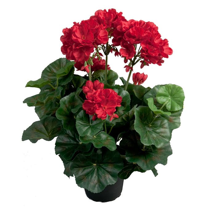 Konstväxt Fröken Fräken Pelargon