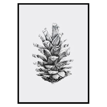 Poster Gallerix Sketched Spruce Cone