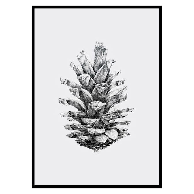 Poster Gallerix Sketched Spruce Cone