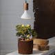 LED-lampa Star Trading E27 PAR38 Plant Light Varmvit