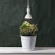 LED-lampa Star Trading E27 PAR38 Plant Light Röd