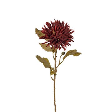 Konstväxt Fröken Fräken Chrysanthemum