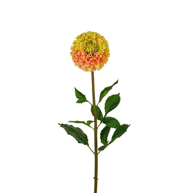 Konstväxt Fröken Fräken Dahlia 90 cm