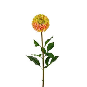 Konstväxt Fröken Fräken Dahlia 90 cm