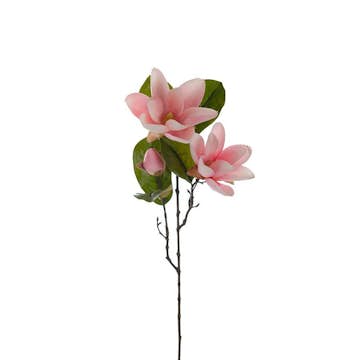 Konstväxt Fröken Fräken Magnolia