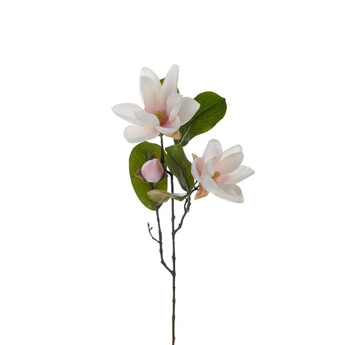 Konstväxt Fröken Fräken Magnolia