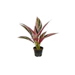 Konstväxt Fröken Fräken Cordyline Grön/Rosa