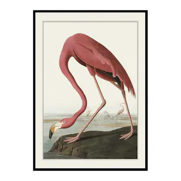 Poster Gallerix Flamingo 1827