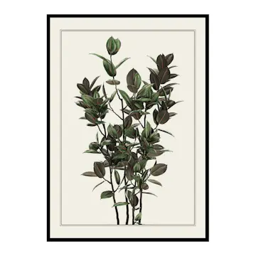 Poster Gallerix Ficus Robusta