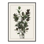 Poster Gallerix Ficus Robusta