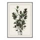 Poster Gallerix Ficus Robusta