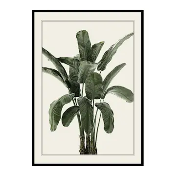 Poster Gallerix Banana Palm