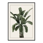 Poster Gallerix Banana Palm