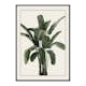 Poster Gallerix Banana Palm
