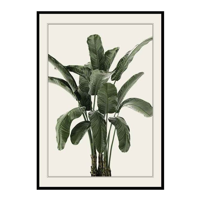 Poster Gallerix Banana Palm