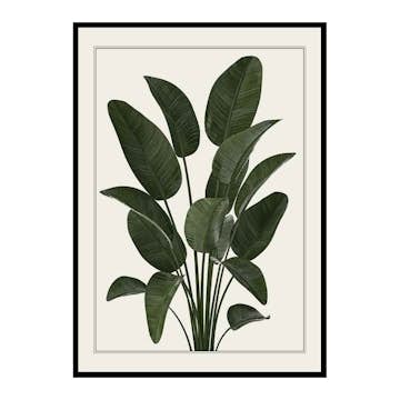 Poster Gallerix Strelitzia
