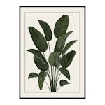 Poster Gallerix Strelitzia