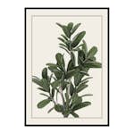 Poster Gallerix Frangipani