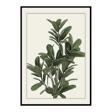 Poster Gallerix Frangipani