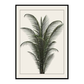 Poster Gallerix Palm Tree