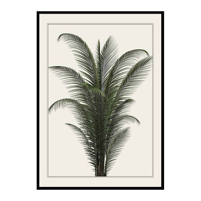 Poster Gallerix Palm Tree