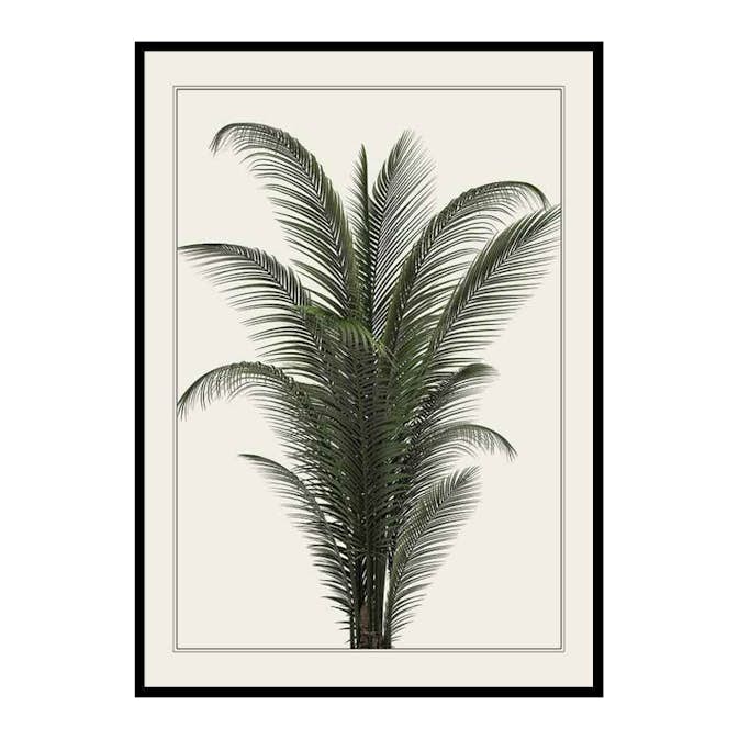 Poster Gallerix Palm Tree