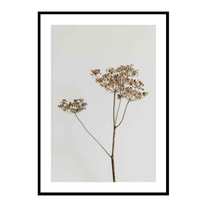 Poster Gallerix Single Dried Flower