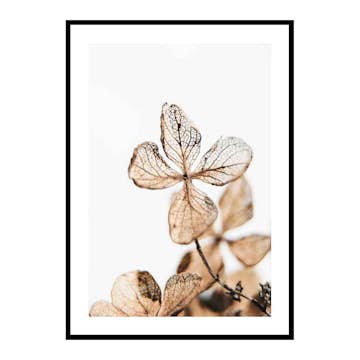 Poster Gallerix Four Leaves Plant