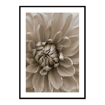 Poster Gallerix Autumn Dahlia
