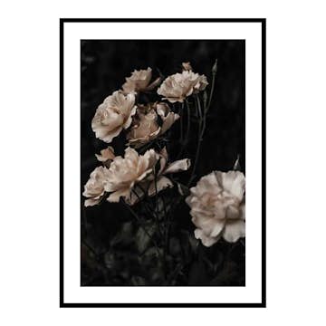 Poster Gallerix Dark White Roses