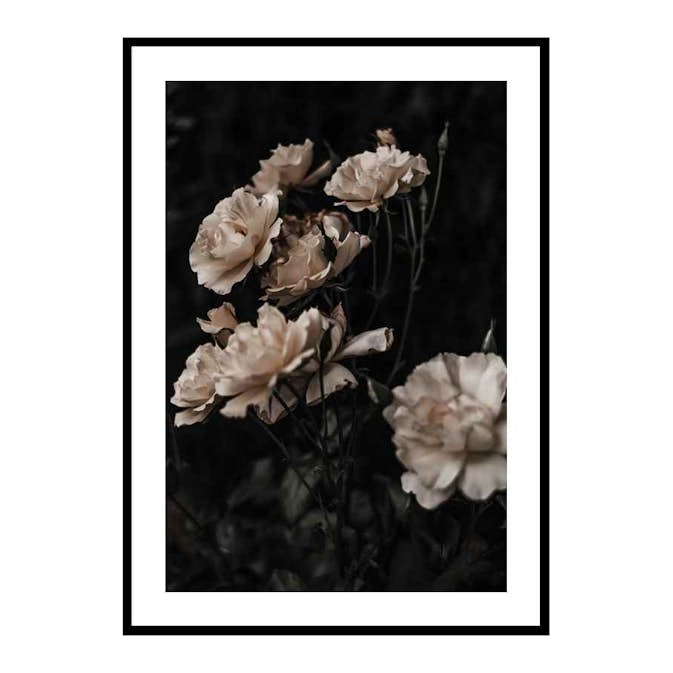 Poster Gallerix Dark White Roses