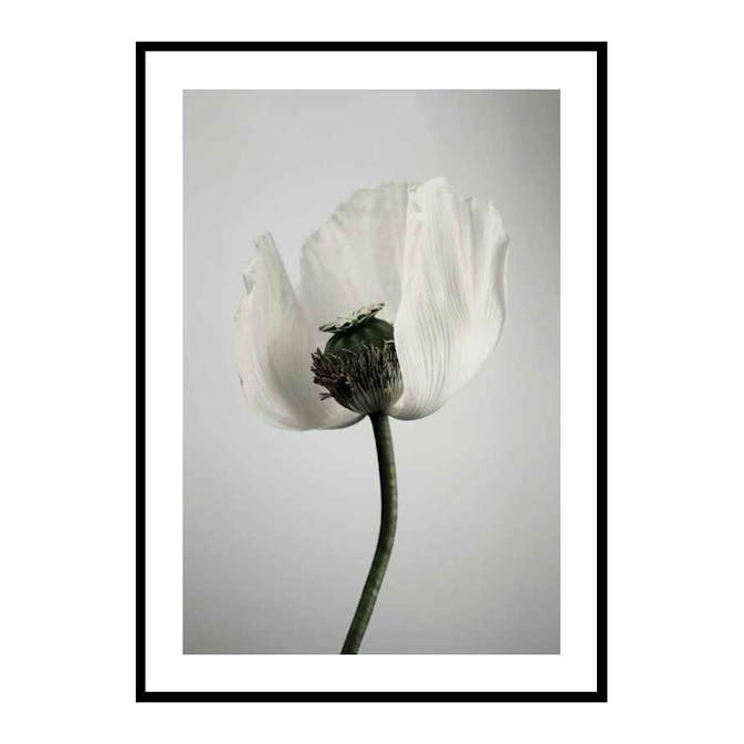 Poster Gallerix White Poppy