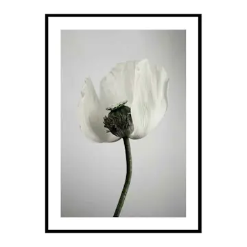 Poster Gallerix White Poppy