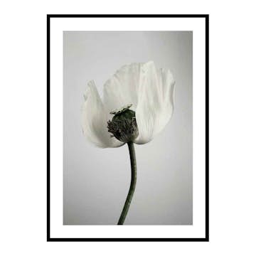 Poster Gallerix White Poppy