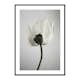 Poster Gallerix White Poppy