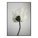 Poster Gallerix White Poppy