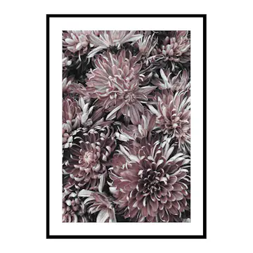 Poster Gallerix Dahlias