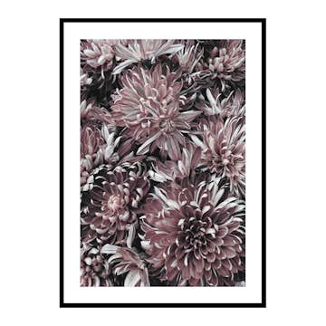 Poster Gallerix Dahlias