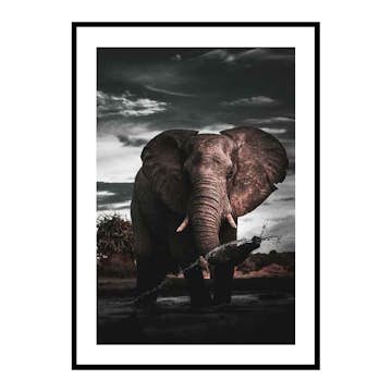 Poster Gallerix African Elephant